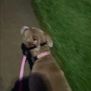 Meet your Posher, Beau